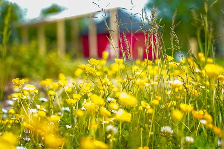 close up of buttercups with yurt in the background